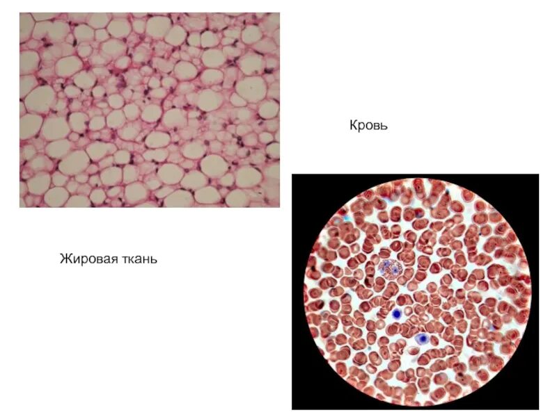 Жировая ткань. Специфические ткани кровь лимфа жировая ткань.