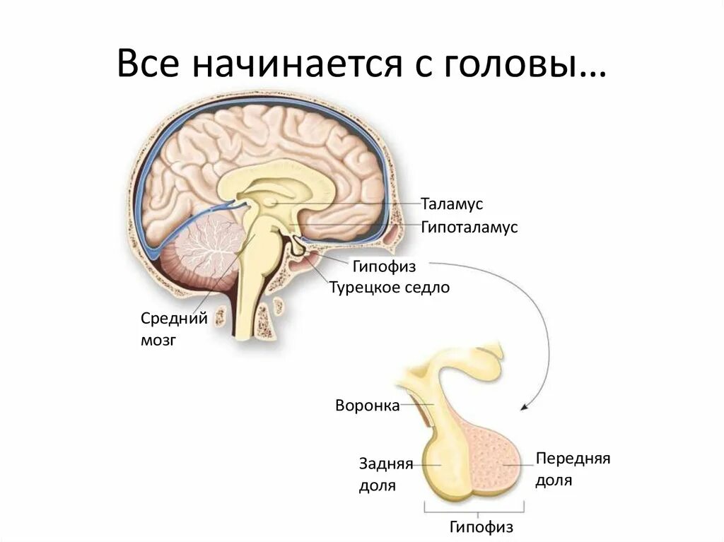 Гипофиз седло. Головной мозг гипоталамус гипофиз. Гипофиз в турецком седле. Турецкое седло мозг. Гипофиз расположение в голове.