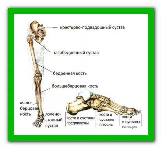 Нижние конечности бедро. Свободная нижняя конечность кости суставы. Строение суставов нижней конечности анатомия. Суставы нижних конечностей анатомия человека. Скелет нижних конечностей человека с названием костей и суставов.