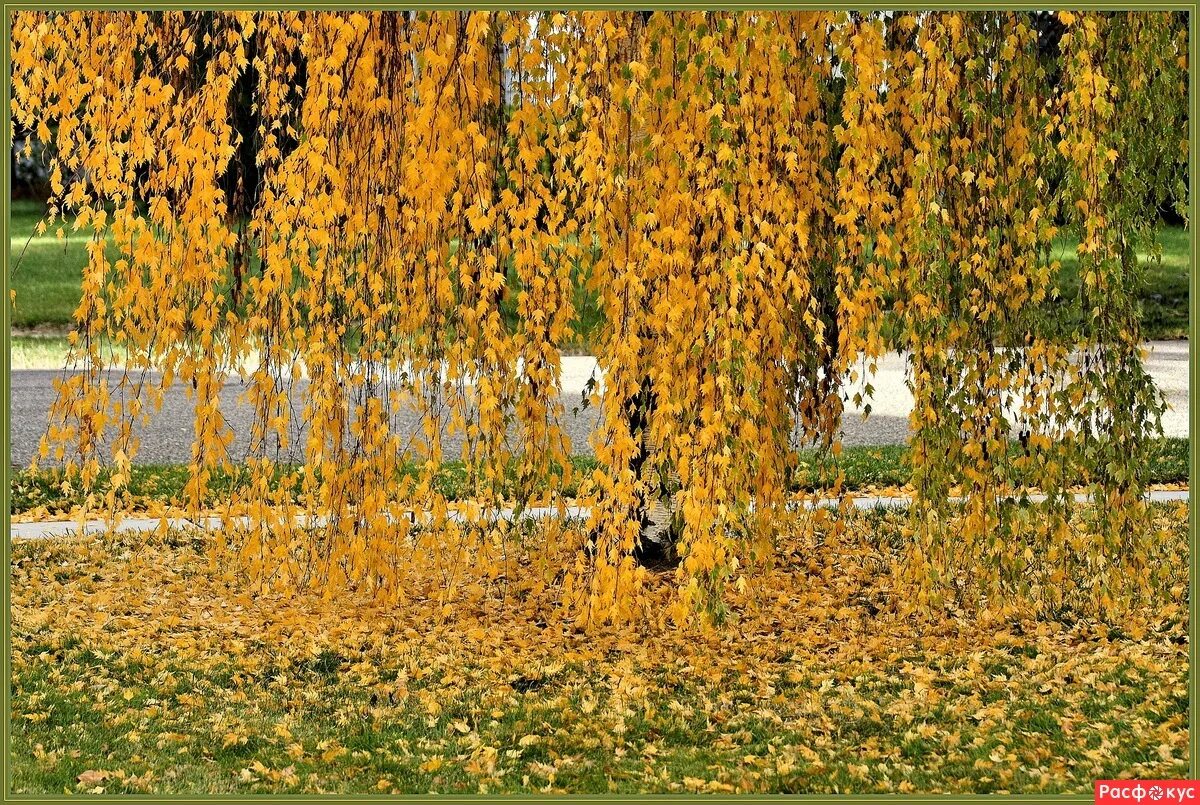 на ковре из желтых листьев в платьице