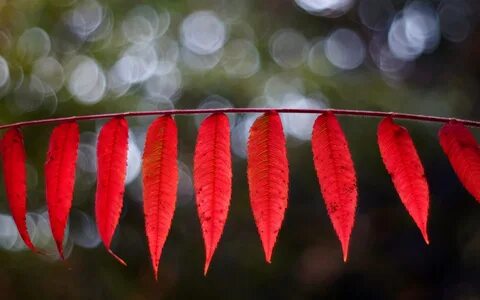 Leave the red