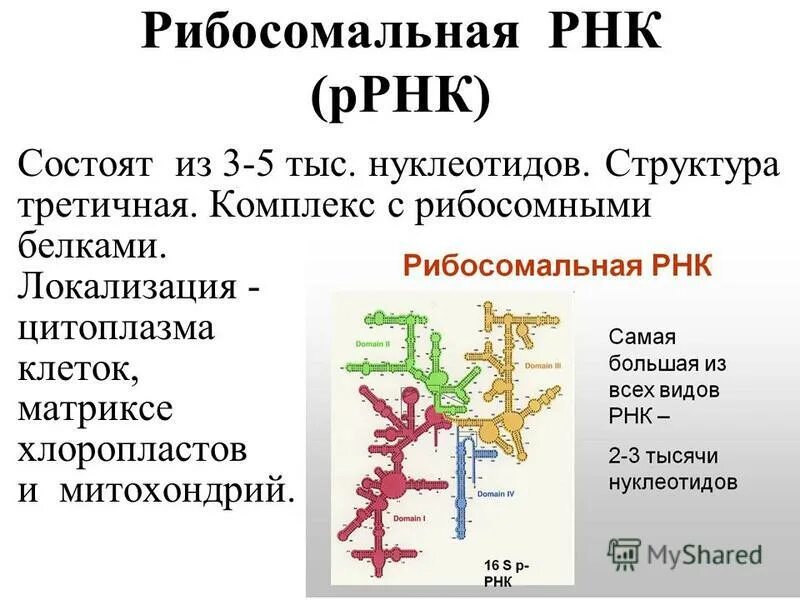 Число нуклеотидов в трнк. Транспортная рнк. Последовательность участков днк. Цепочка днк ирнк трнк. Число нуклеотидов в трнк.