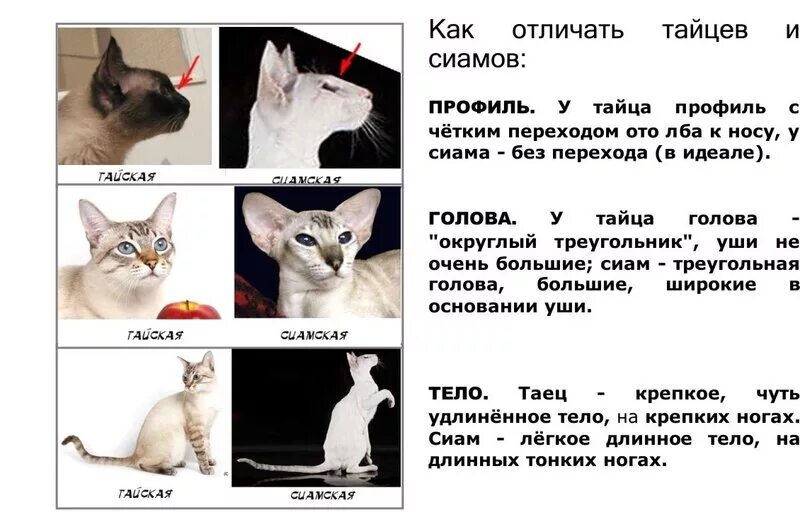 Чем отличается кота