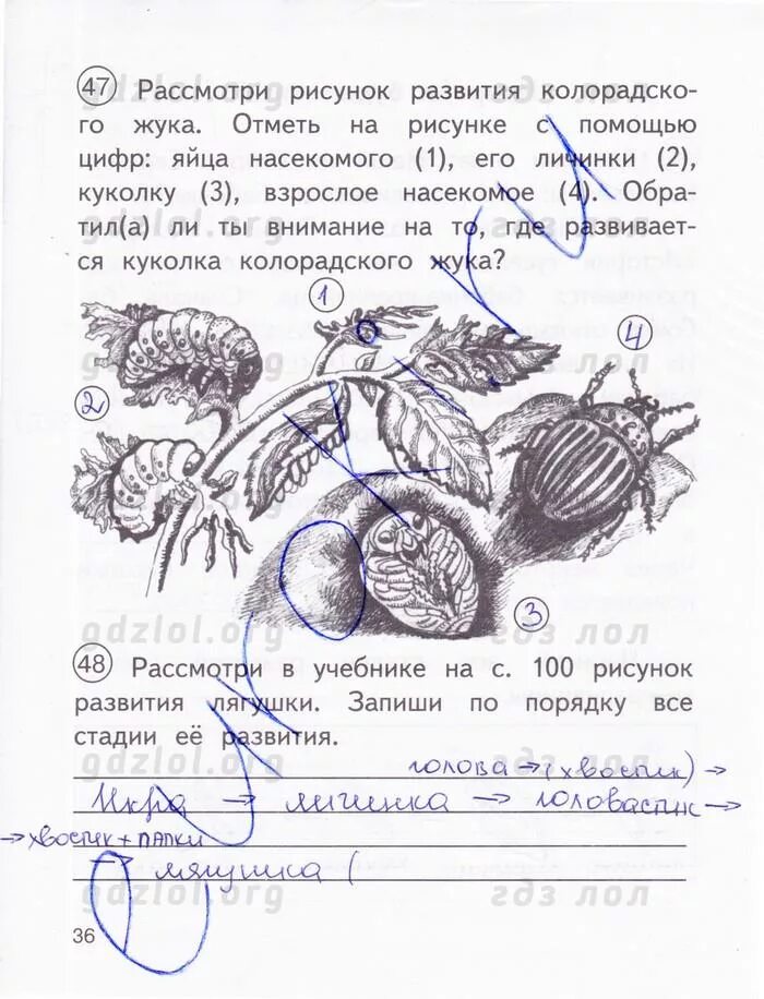 Рассмотри рисунок дополни текст. Окружающий мир 3 класс рабочая тетрадь 2 часть Федотова Федотова. Рассмотри рисунок развития колорадского жука отметь. Окружающий мир 3 класс рабочая тетрадь Федотова стр 36. Окружающий мир 3 класс рабочая тетрадь 2 стр 36.