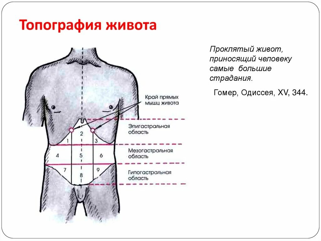 Топография органов живота пропедевтика. Зоны брюшной полости схема. Топографические области живота. Топографические линии живота. Область живота в напряжении