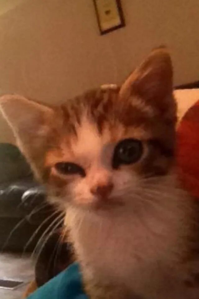 Кот подозрительно смотрит. Котенок щурится. кот подозревает. подозрительный кот. подозрительный взгляд кота.