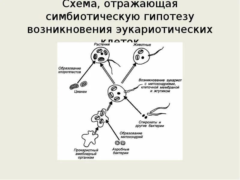 Эволюция эукариотических организмов. Симбиотическая гипотеза происхождения эукариот. Схема симбиотического возникновения эукариот. Симбиотическая теория возникновения эукариот. Схема симбиотического образования эукариотической клетки.