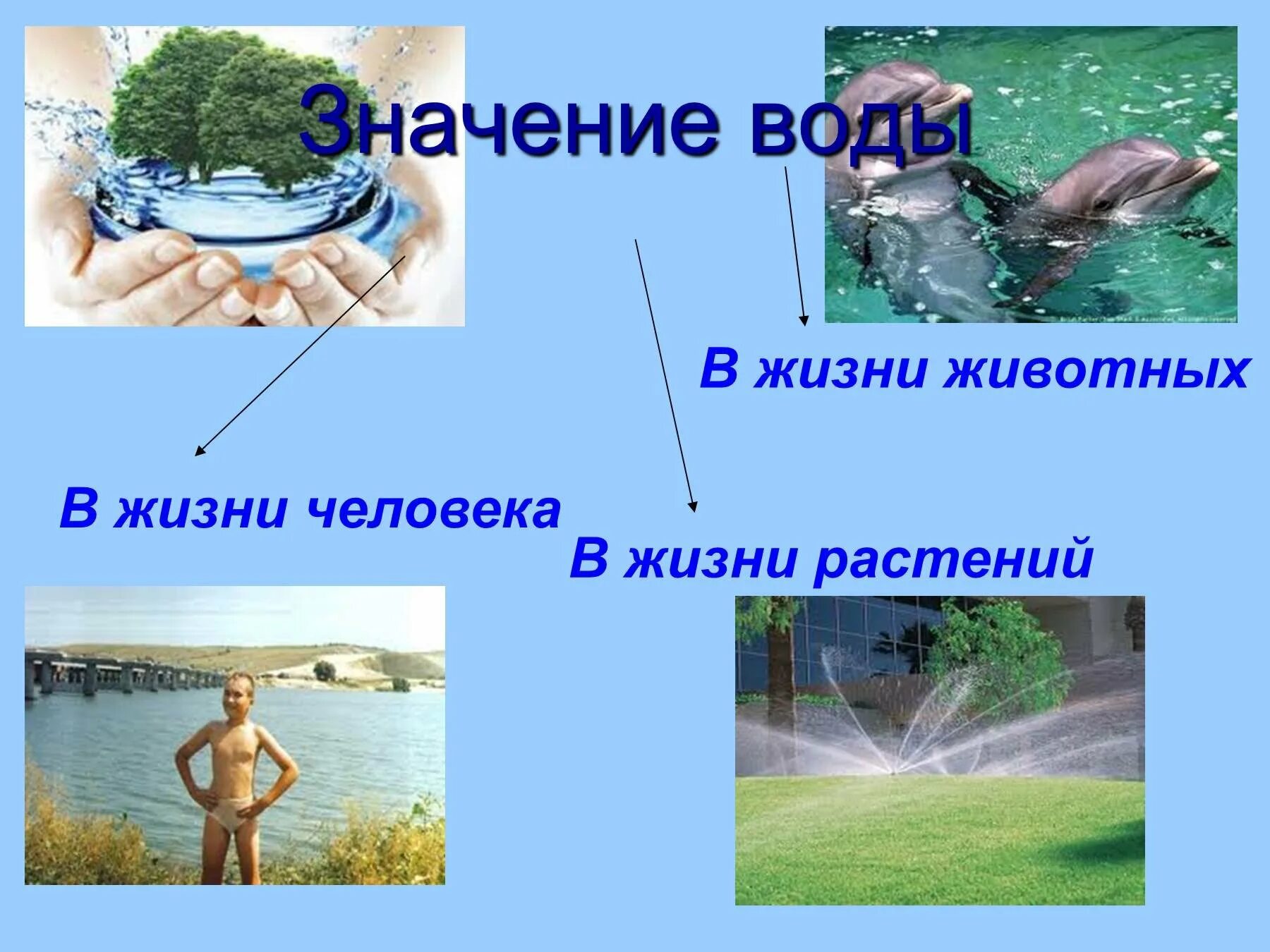 Для чего вода животным окружающий мир. Важность воды в жизни. вода в жизни человека презентация. презентация на тему вода в жизни человека. значение воды для человека и животных.