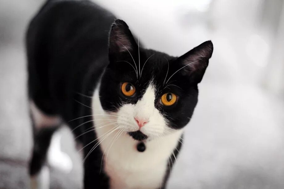 Черный кот с белым пятном на груди. Черный кот с белыми ушами. Черно белый кот. Чёрная кошка с белымпятном. Турецкая ангора котята белые.