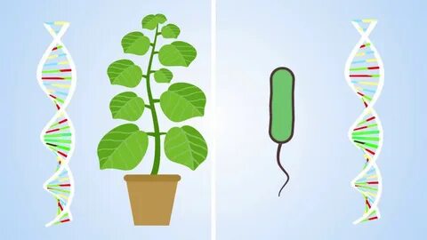 Plant resistance