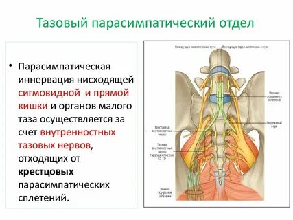 Крестцовый отдел парасимпатической системы