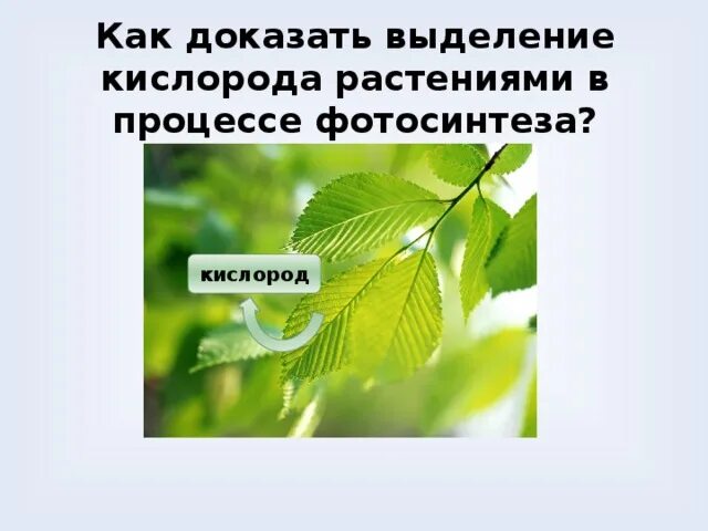 Известно что березы выделяют кислород. Растения выделяют кислород. выделение кислорода растениями. значение растений - выделение кислорода. как растения выделяют кислород фото.