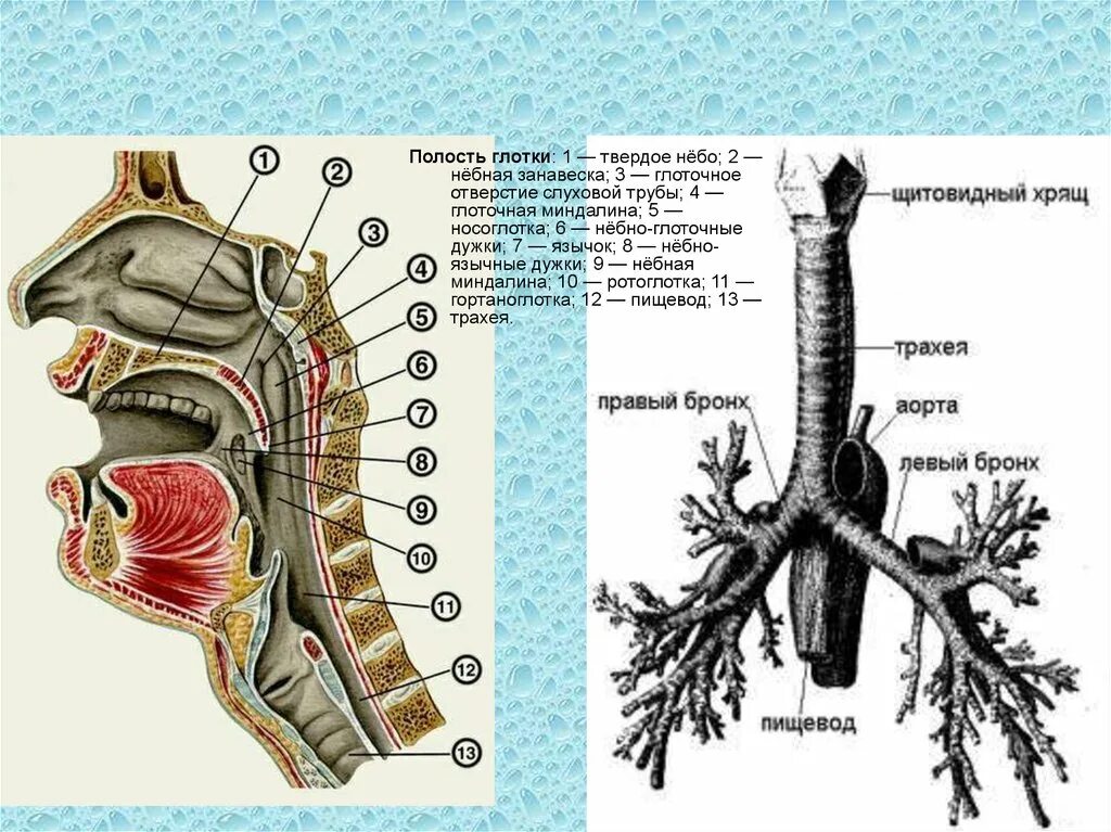 Бронхи на латыни. Трахея и пищевод. Трахея и пищевод человека. Анатомия трахеи и пищевода. Где находится пищевод и трахея.