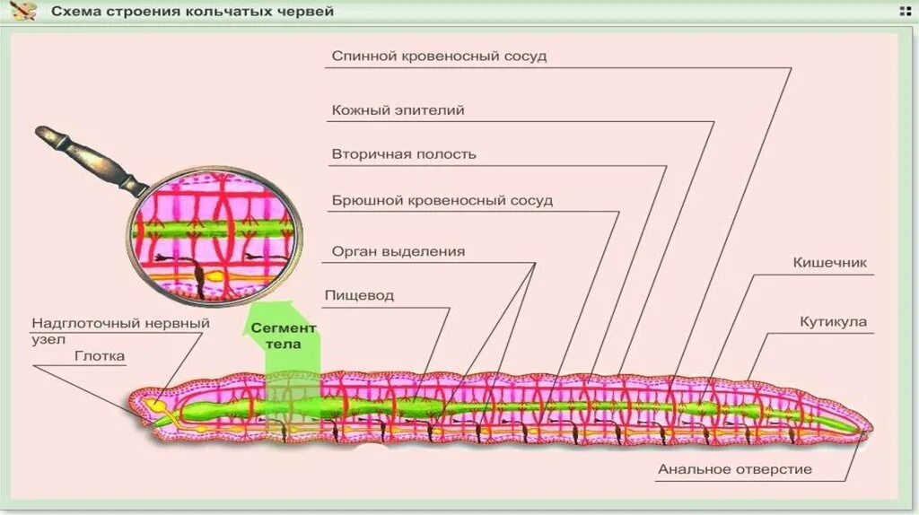 Схема строения кольчатого червя. Схема строения кольчатых червей. Схема строения кольчатых червей 7 класс. Строение кольчатых червей червей. Рисунок строения червя