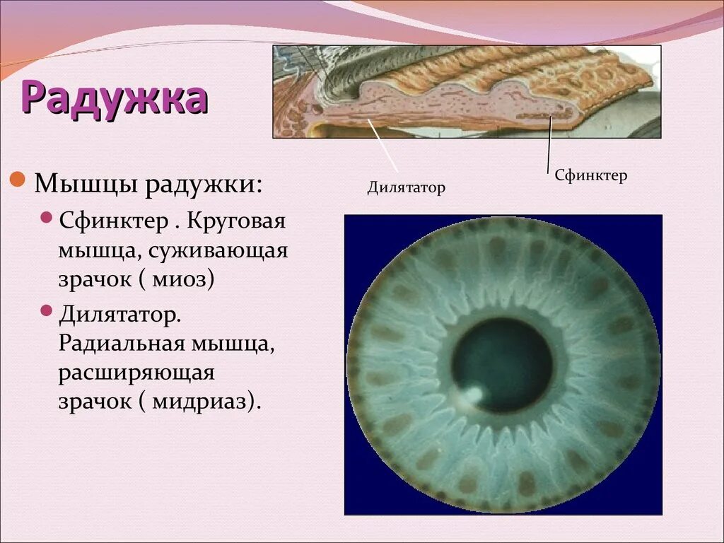 Функция радужки глаза. Функция радужки глаза