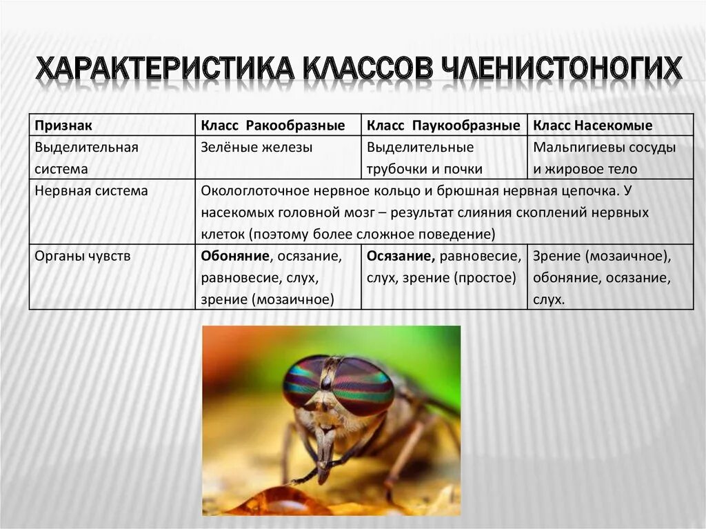 Покров ракообразных паукообразных насекомых. Органы чувств членистоногих таблица. Членистоногие характеристика. Органы чувств у членистоногов. Органы слуха у членистоногих.