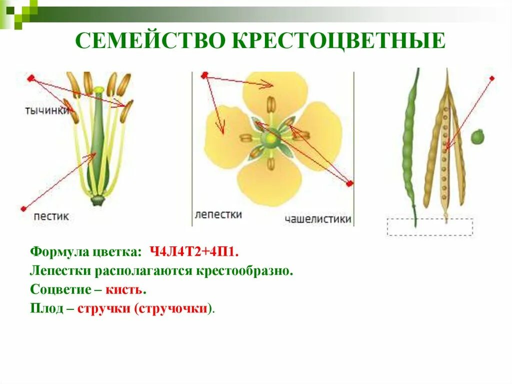 Формулу цветка ч4л4т4 2п1 имеют. Строение цветка крестоцветных растений. Семейство крестоцветные строение цветка. Семейство крестоцветные строение. Формула цветка семейства красноцветые.