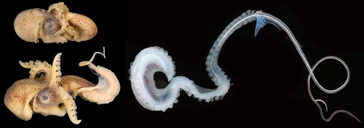 тремоктопус осьминог. гектокотиль осьминога аргонавта. гектокотиль осьминога. осьминог аргонавт спаривание. гектокотиль аргонавта.