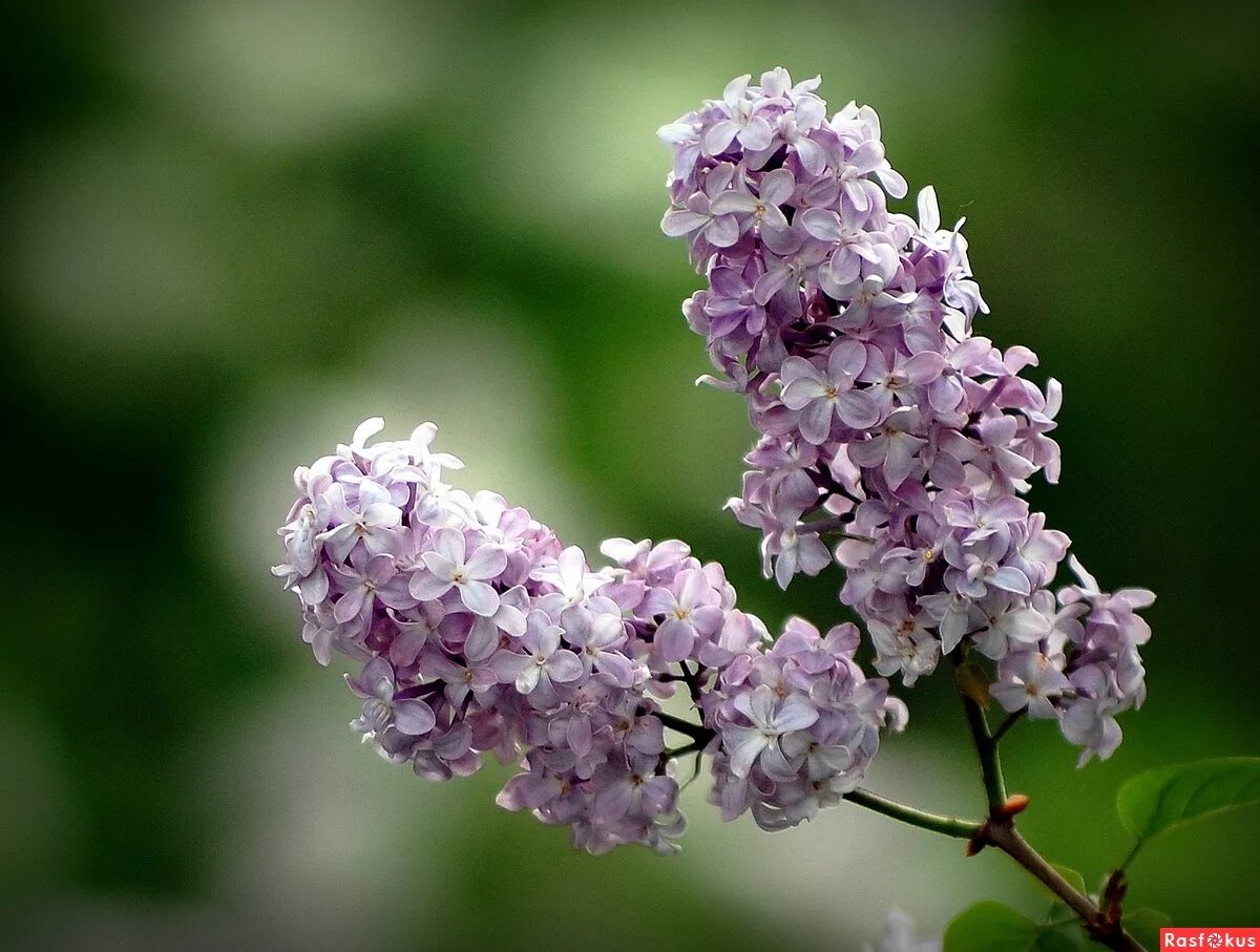 мокрые тяжелые грозди душистой сирени