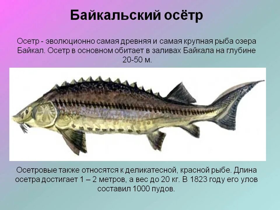 характеристика осетровых рыб. осетр какая рыба. стерлядь семейство осетровых. осетрообразные рыбы характеристика. осетр описание.