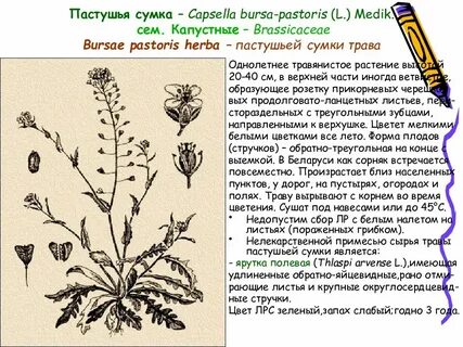 Пастушья сумка применение