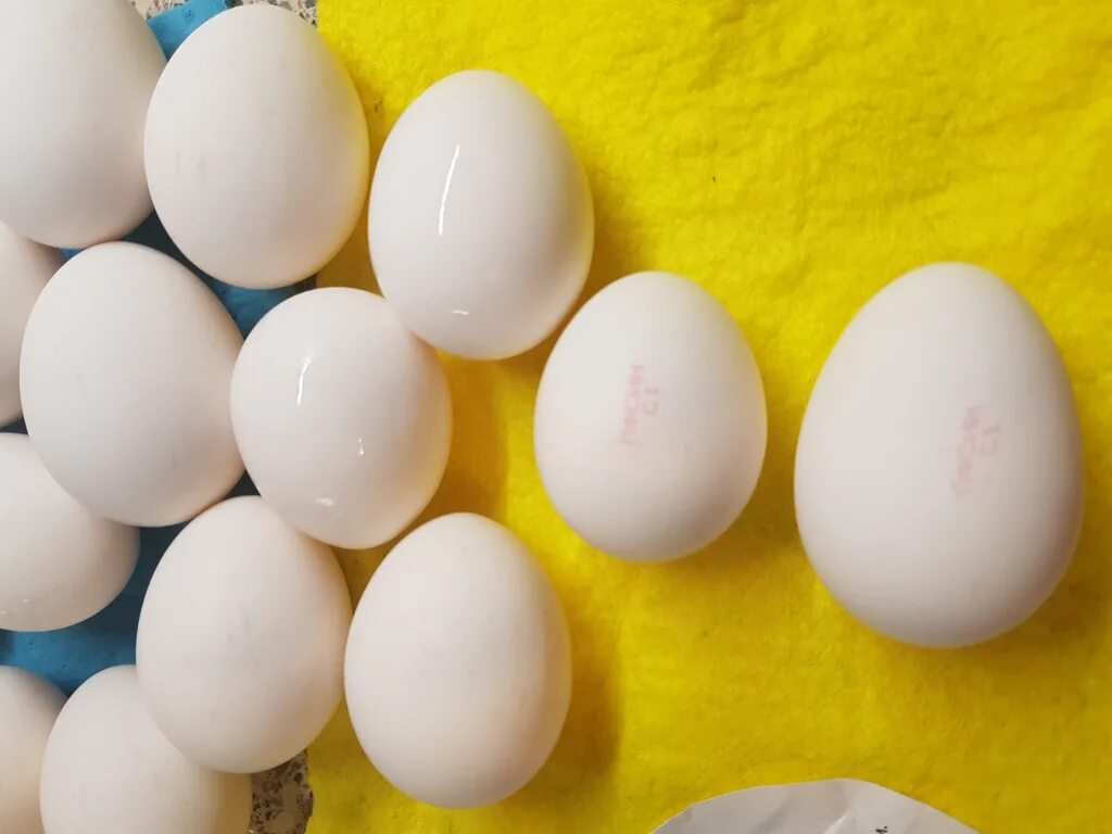 Купить 4 яйца. Яйца каждый день. 3 Десятка яиц. 10 Яиц в 1 клетке. Развываные яйца клетки.