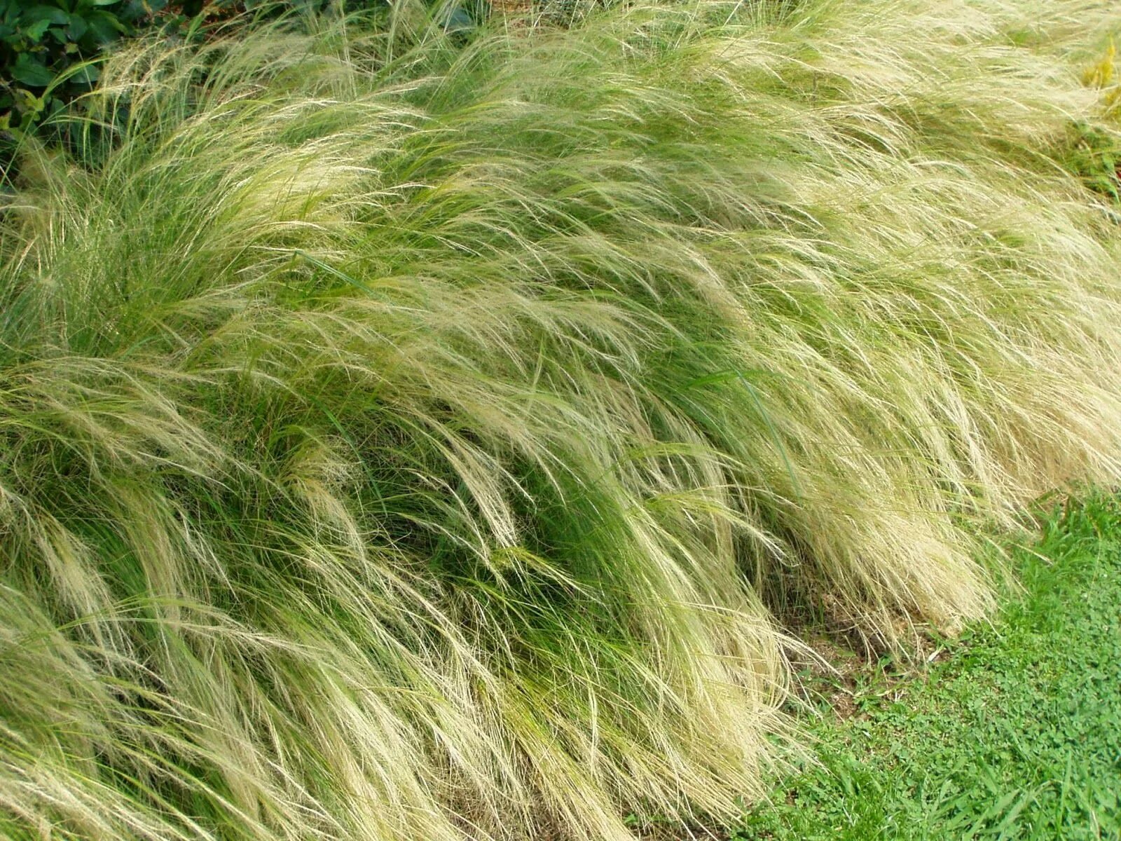 Ковыль тончайший pony tails. Ковыль stipa tenuissima. Ковыль тончайший (stipa tenuissima) pony tails. Ковыль условия выращивания. Ковыль тончайший (stipa tenuissima).