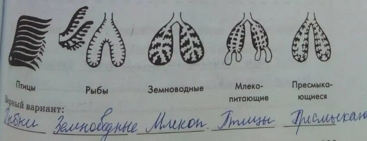 Ароморфозы хордовых животных. Легкие эволюция рисунок. Эволюция органов дыхания у позвоночных животных. Филогенез дыхательной системы позвоночных. Эволюция дыхательной системы беспозвоночных животных.