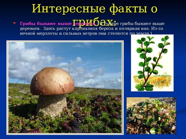 Грибы выше деревьев. Грибы в тундре выше деревьев. карликовые деревья и грибы в тундре. грибы растущие в тундре. карликовая береза и гриб.