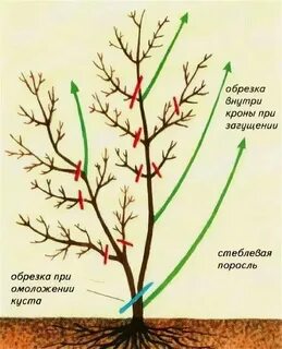 Удобрение для жимолости осенью