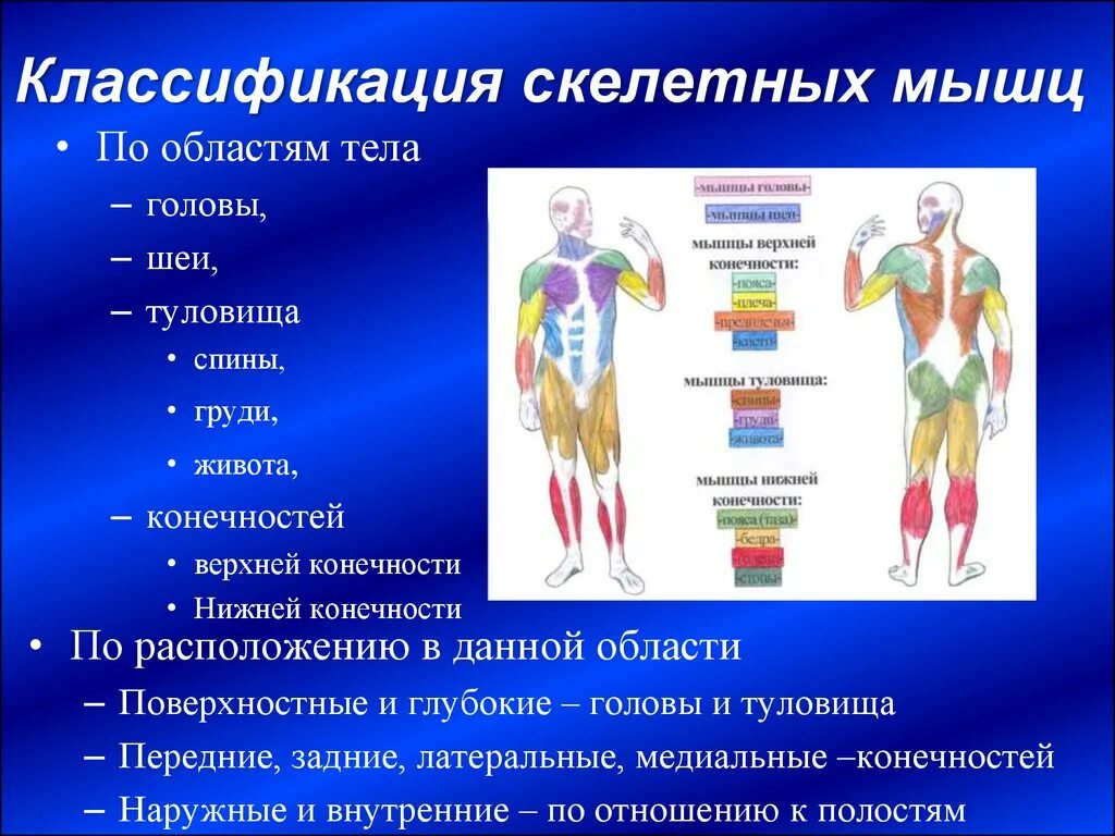 Работа скелетных мышц человека. Классификация скелетных мышц. Расположение скелетных мышц. Основные скелетные мышцы. Классификация скелетных мышц по расположению.