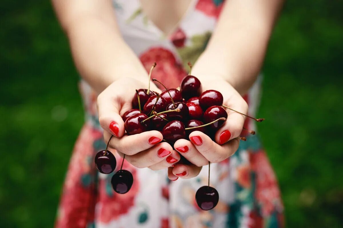 Польза красных ягод. Черешня ягоды. Черешня в руках. Вишня в руке. Вишня (ягода).