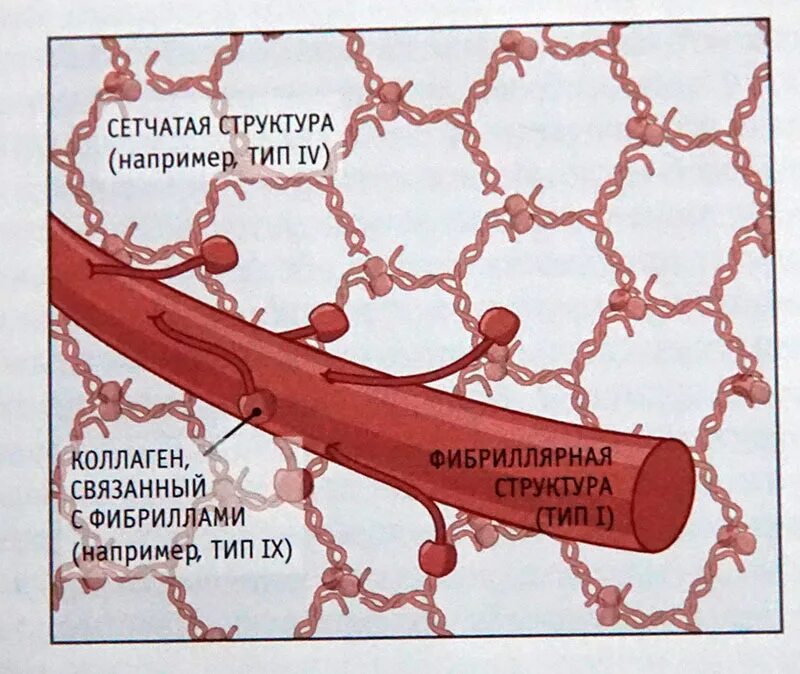 Какой состав в коллагене