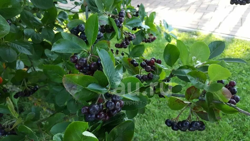 Арония сливолистная Aronia. Арония черноплодная куст. Арония черноплодная (Aronia melanocarpa). Арония черноплодная "Неро" куст. Черноплодная рябина коренной абориген америки была