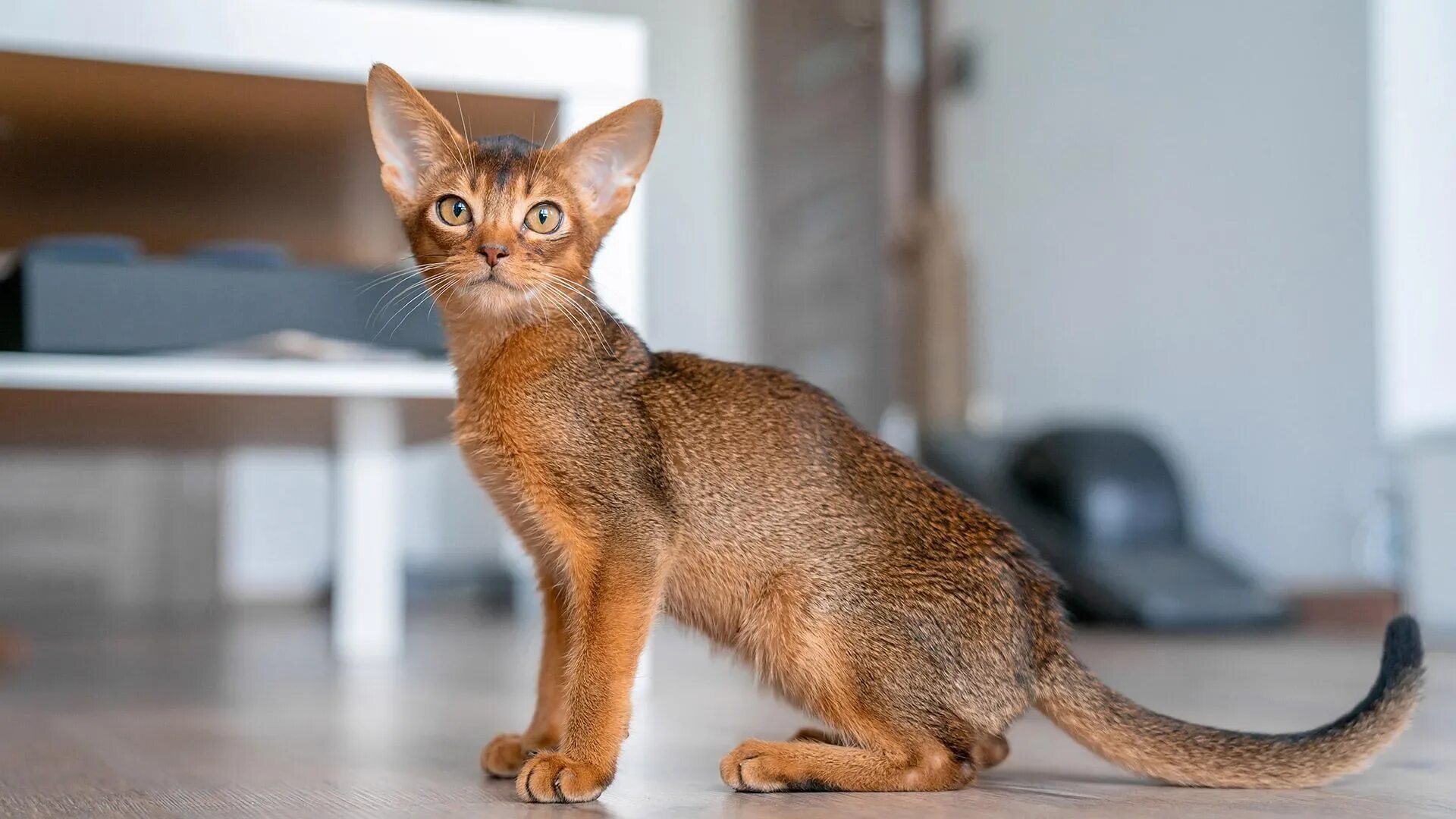 Абиссинская кошка сколько живут. Абиссинская кошка. Бенгальский абиссинец. Абиссинская кошка породы кошек. Египетская кошка Абиссинская.