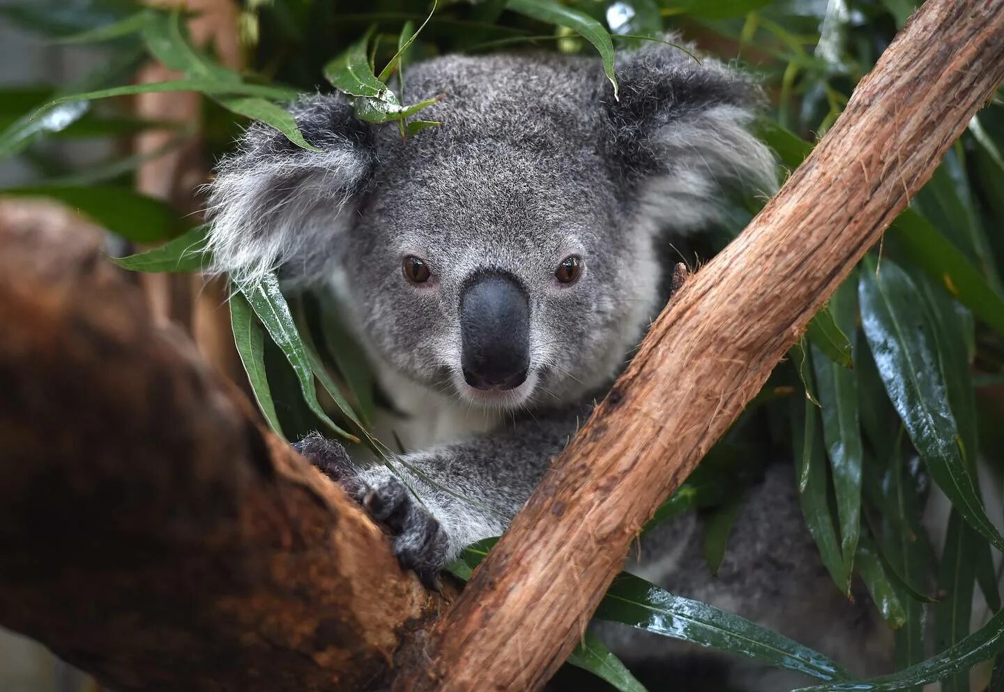Коала цвет. Коала. Квинслендский коала Koalemus. Коала лицо. Коала с листом.