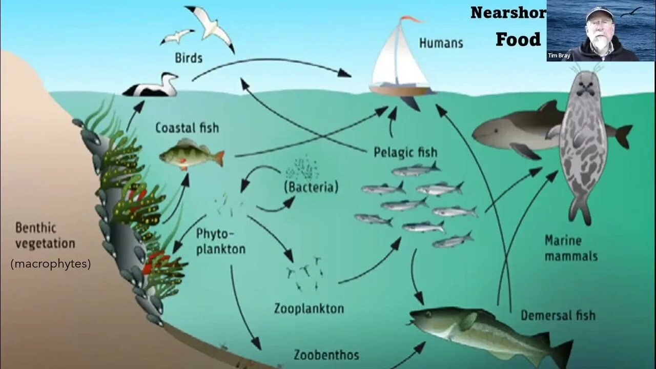 Marine food Chain. Фитопланктон зоопланктон пищевая цепь. Пищевая цепь Дельфин планктон. Пищевая цепь глубоководного ската.