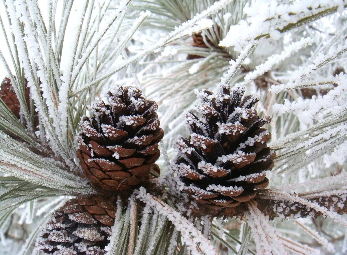 Сосны в снегу. Сосна зимой. Хвоинки дерева сосна кедровая. Шишки зимой. Заснеженные кедры.