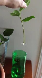 Как укоренить черенки бенджамина