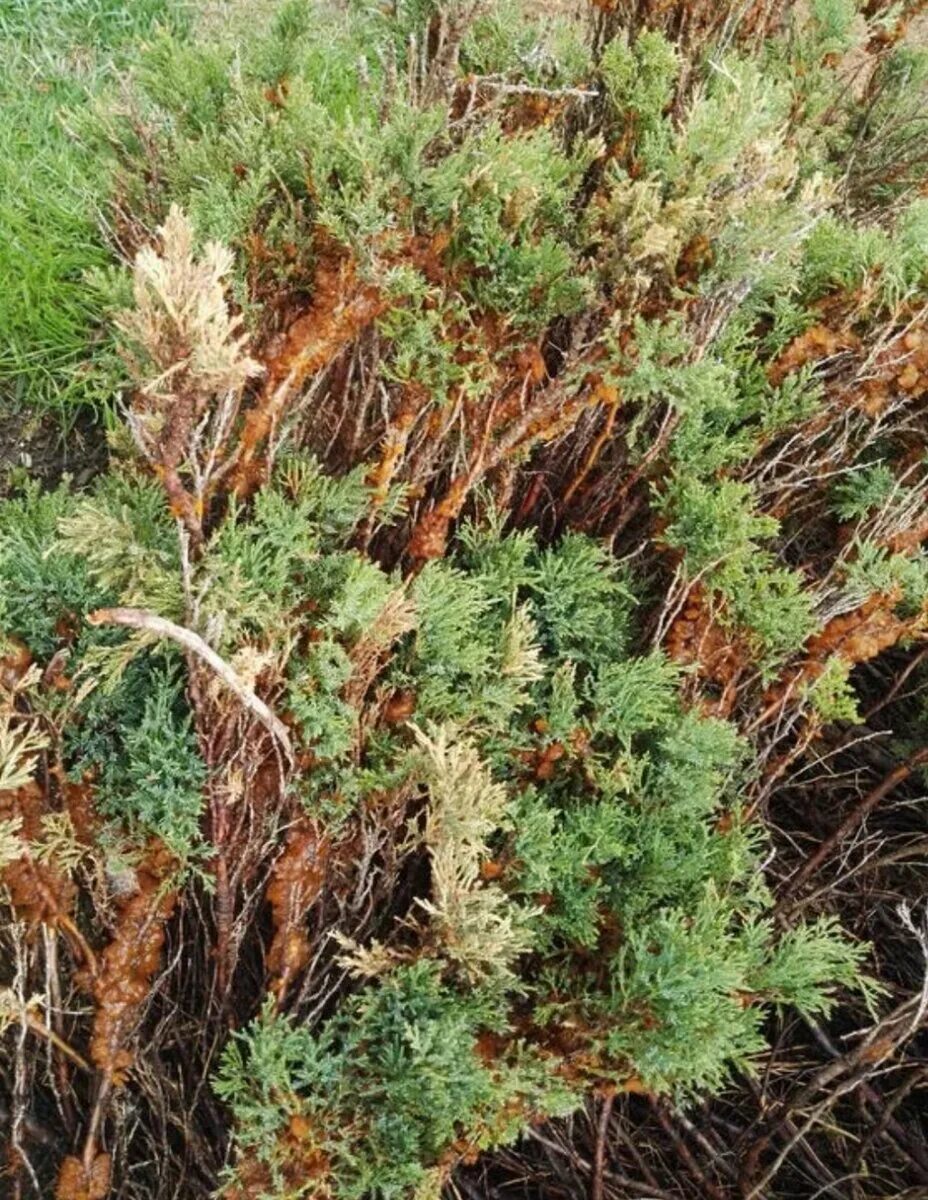 Можжевельник казацкий ржавчина. Gymnosporangium sabinae на можжевельнике. Ржавчина на можжевельнике. Альтернариоз можжевельника. Gymnosporangium sabinae на можжевельнике.
