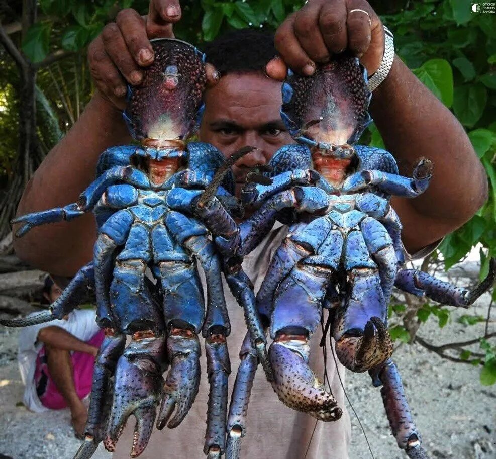 Самые самые членистоногие