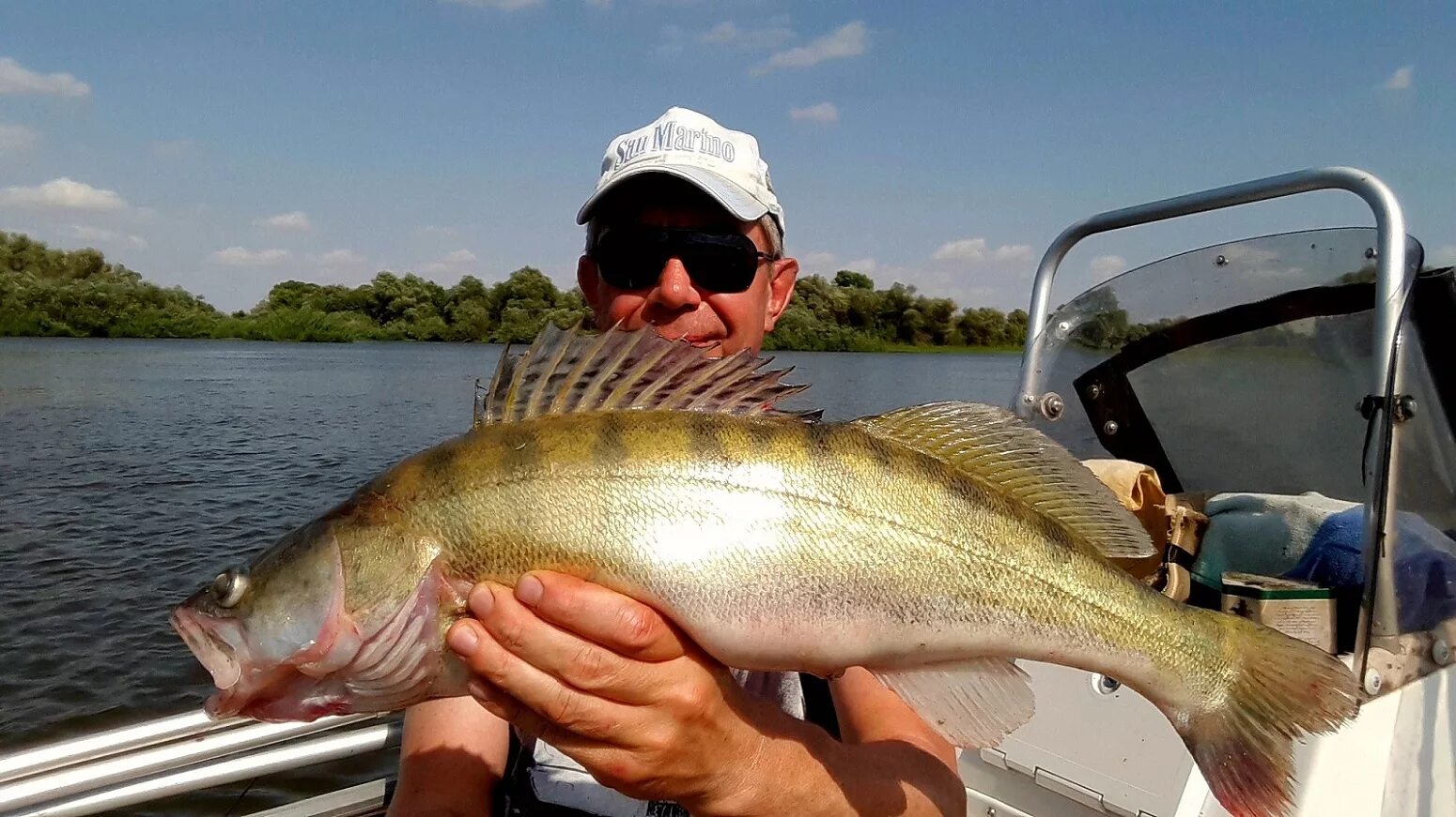 Малек судака. Большой судак на волге. Судак в волге. Светлоперый судак. Рыбалка на средней волге.