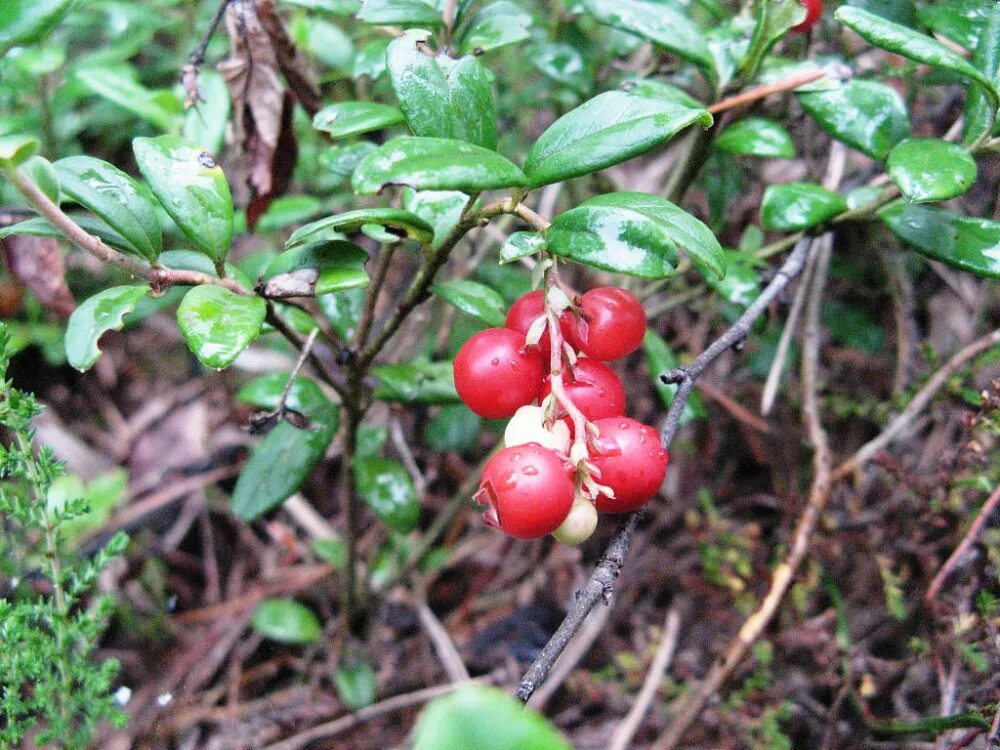 Vaccinium vitis-idaea red pearl. Как размножается брусника. Брусника ред перл (red pearl). Брусника руно белявское. Vaccinium vitis-idaea red pearl.