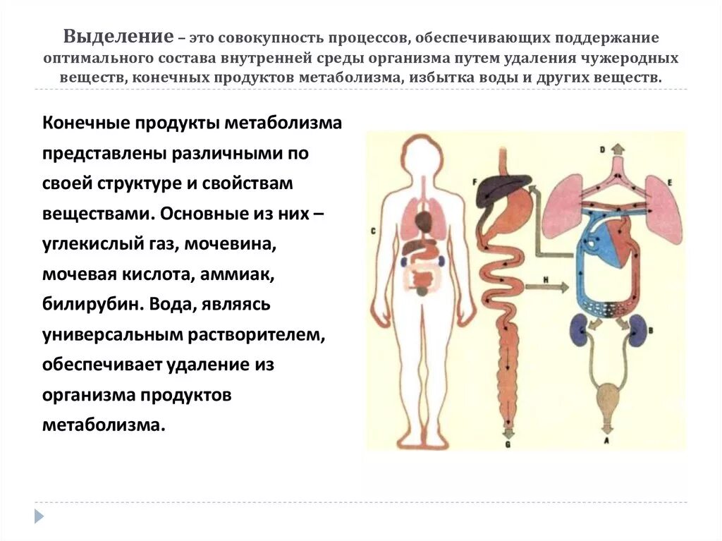 Процессы выделения человека