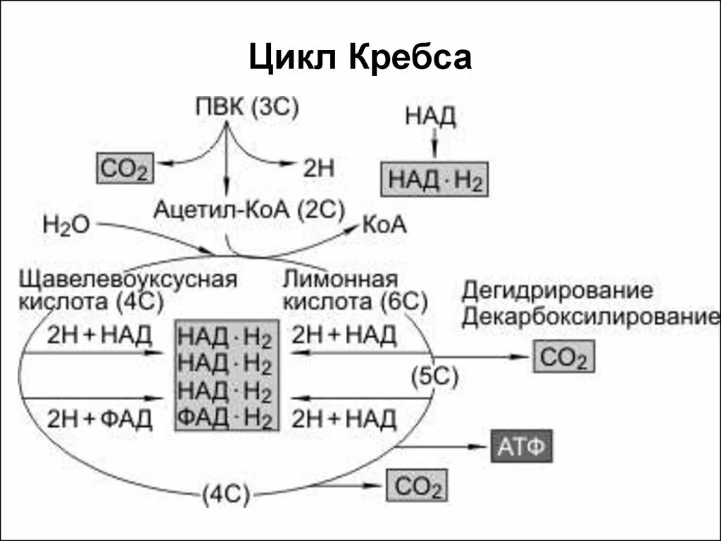 Пвк сколько атф. Цикл Кребса пировиноградная кислота. Гликолиз цикл Кребса окислительное фосфорилирование. Ацетил КОА цикл Кребса АТФ. ПВК цикл Кребса.