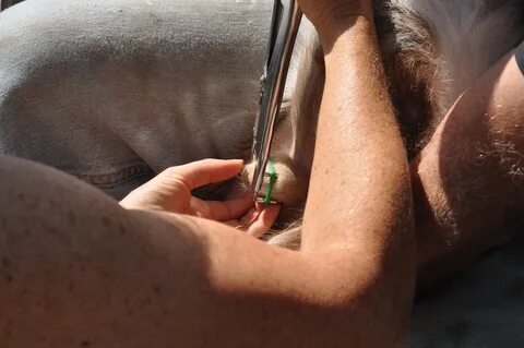 Жетілген, керемет бастықтың әйелімен порно