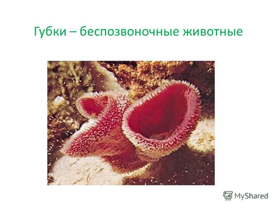 Тест по теме беспозвоночные животные 7 класс. Основные типы беспозвоночных. Контрольная работа по биологии беспозвоночные 7 класс ответы. Тест по теме беспозвоночные животные 7 класс. Тест по теме беспозвоночные животные 7 класс.