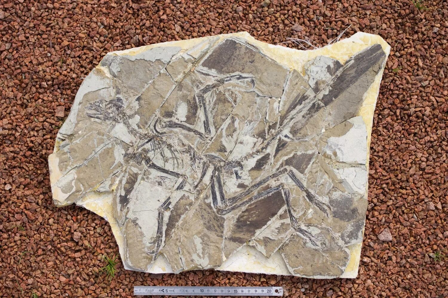The research team an unusual fossil. Анхиорнис окаменелость. anchiornis’s fossils. feathers fossil.