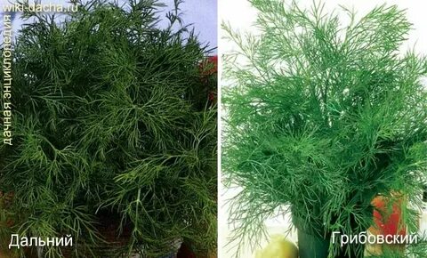 Выращивание укропа на подоконнике зимой