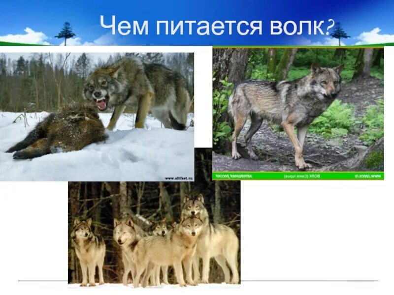 Кем могут питаться волк и лиса. Чем питается волк в лесу. картинка чем питается волк. чем питается волк в лесу для детей.